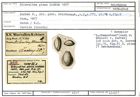 Karteikarte zum Holotyp von Biloculina plana Karrer, 1877